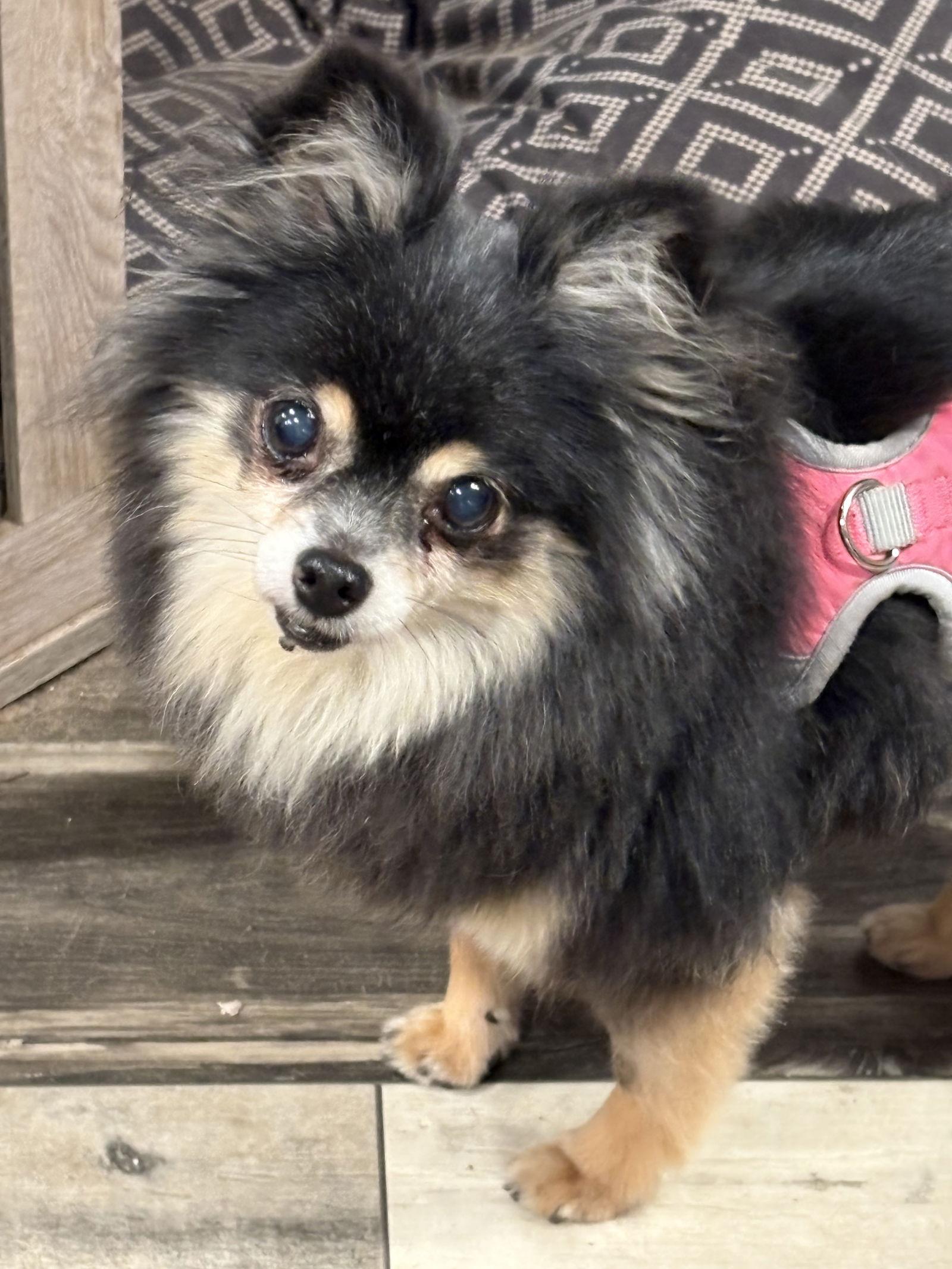 Rocky-Bonded with Tuukka, Adoptable, Senior Male Pomeranian.
