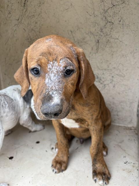 ZUKI, Adoptable, Puppy Male Pit Bull Terrier & Mixed Breed.