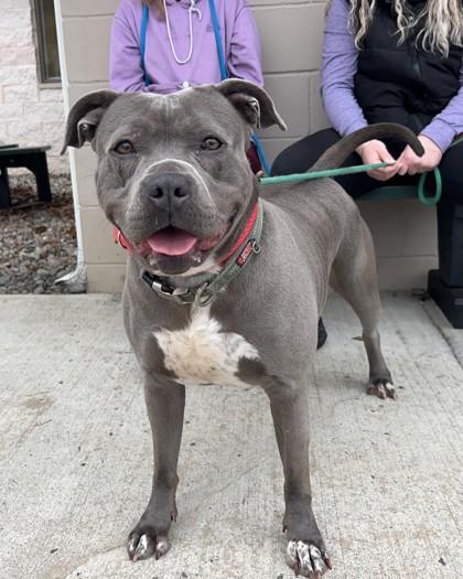 Putti, Adoptable, Adult Female Pit Bull Terrier & Mixed Breed.