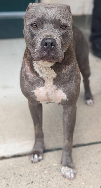 Putti, Adoptable, Adult Female Pit Bull Terrier & Mixed Breed.