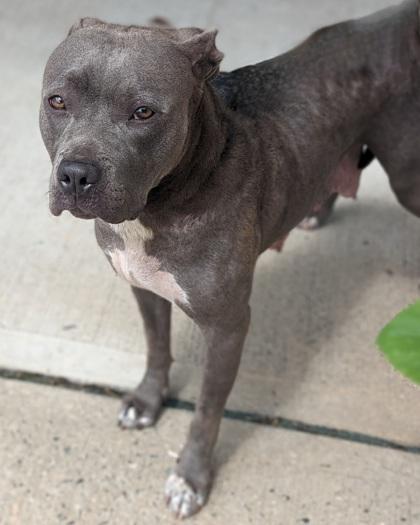 Enlarge Putti, a Adoptable mixed breed in Hamilton, NJ image 2/3