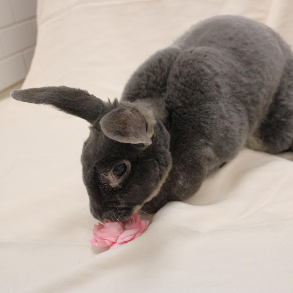 Enlarge Babes, a Adoptable mixed breed in Champaign, IL image 1/6