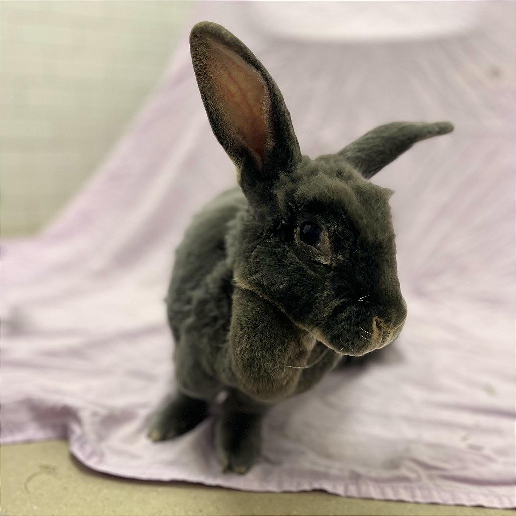 Enlarge Babes, a Adoptable mixed breed in Champaign, IL image 2/6