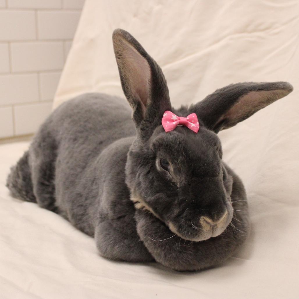 Enlarge Babes, a Adoptable mixed breed in Champaign, IL image 3/6