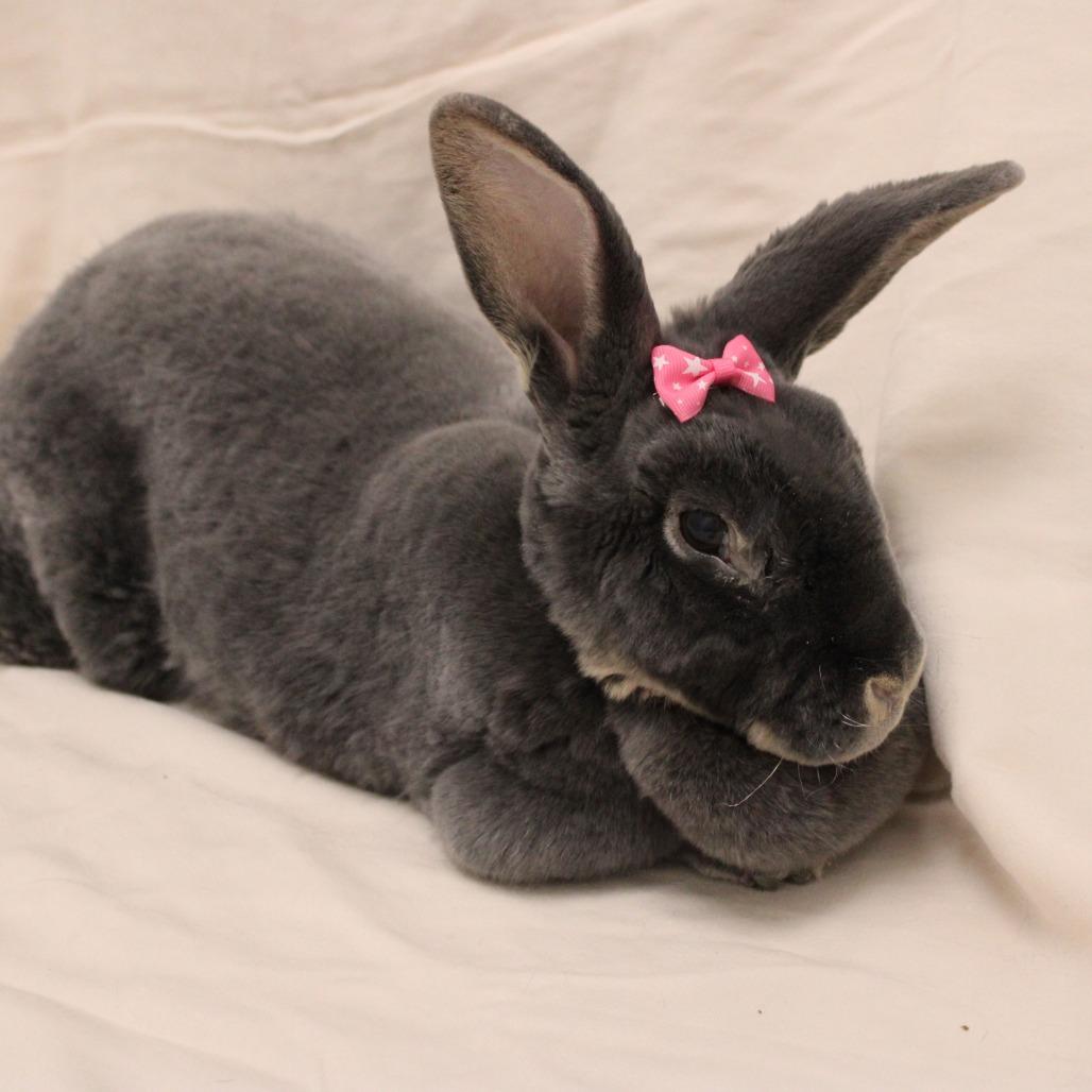 Enlarge Babes, a Adoptable mixed breed in Champaign, IL image 4/6