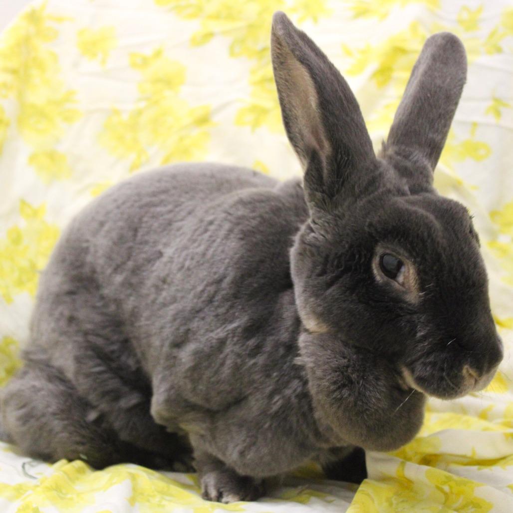 Enlarge Babes, a Adoptable mixed breed in Champaign, IL image 5/6