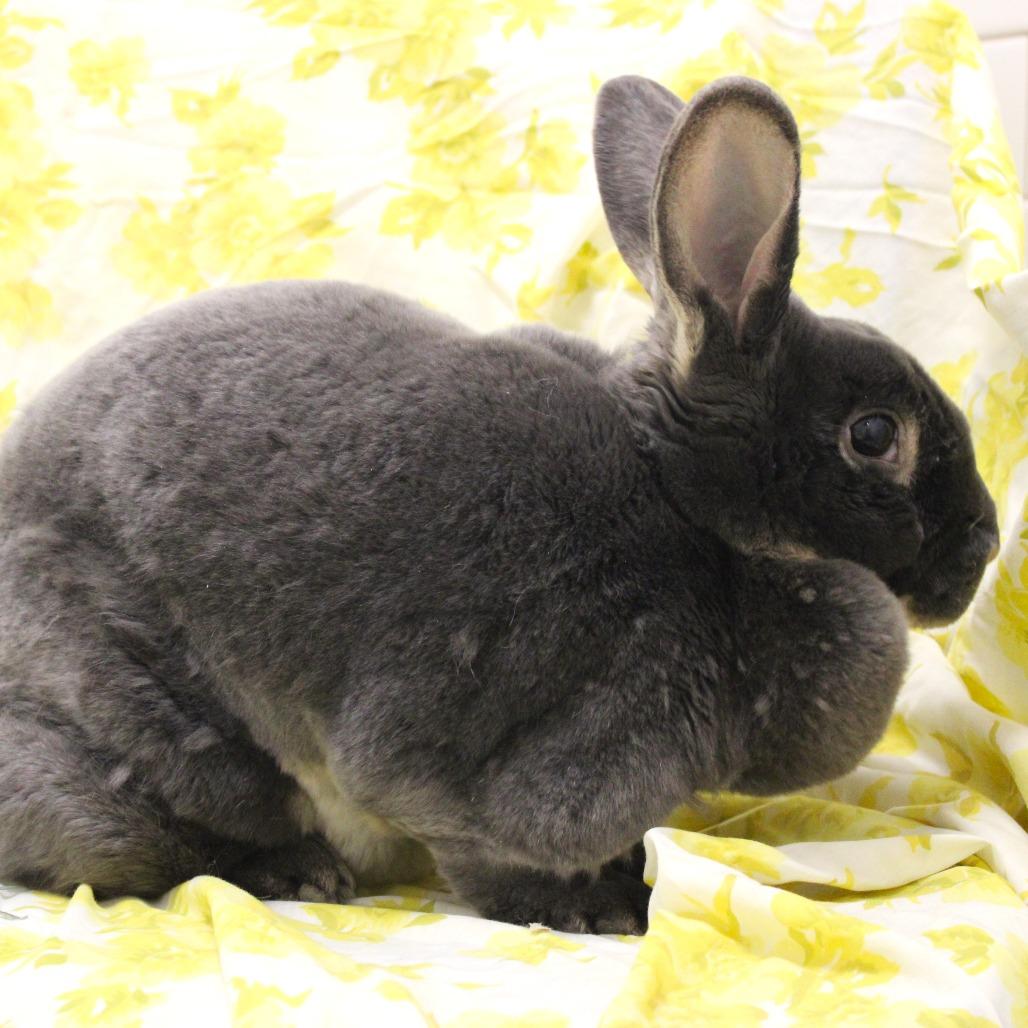 Enlarge Babes, a Adoptable mixed breed in Champaign, IL image 6/6