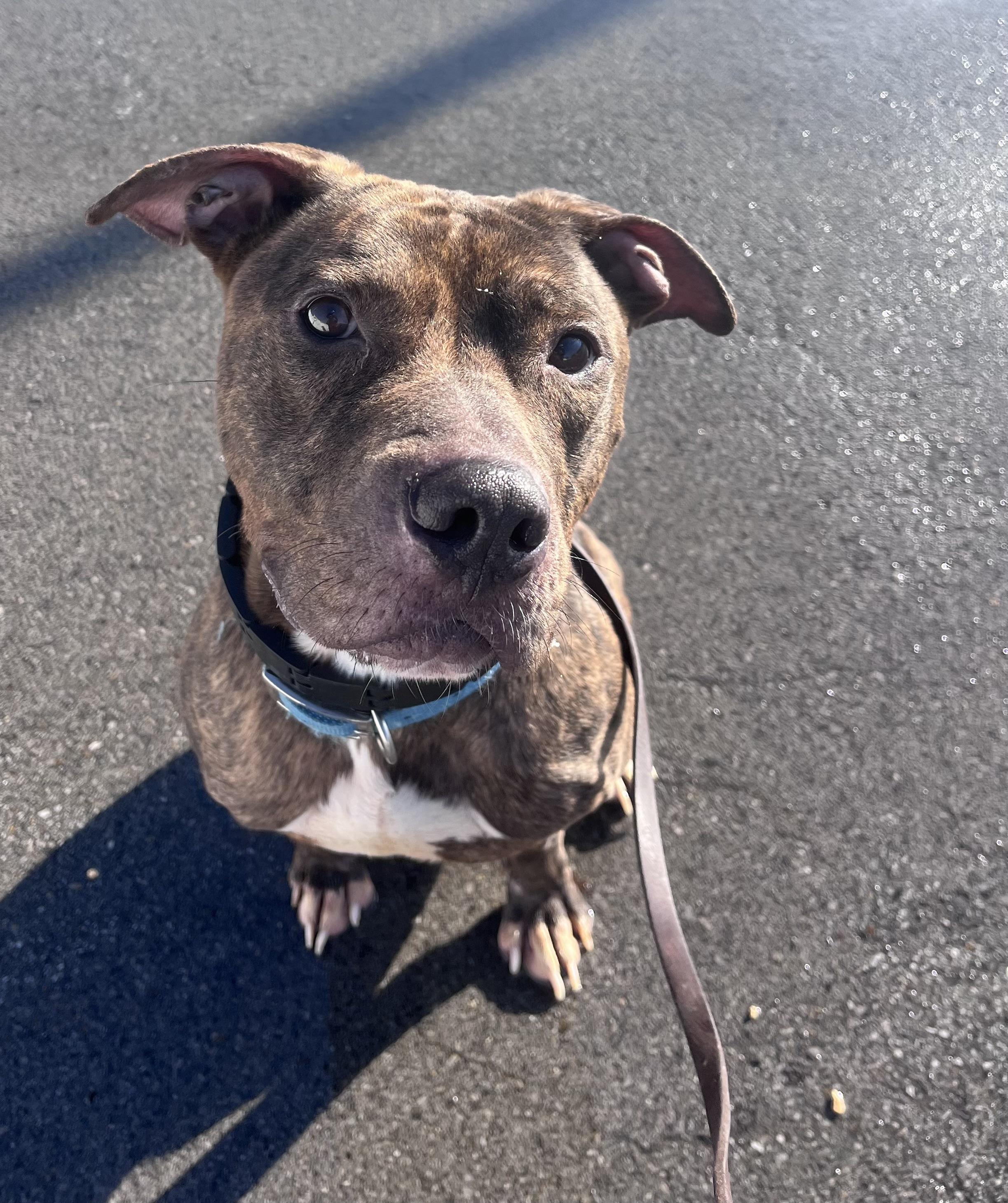 Enlarge Chex , a ADOPTABLE mixed breed in Buffalo, NY image 4/6