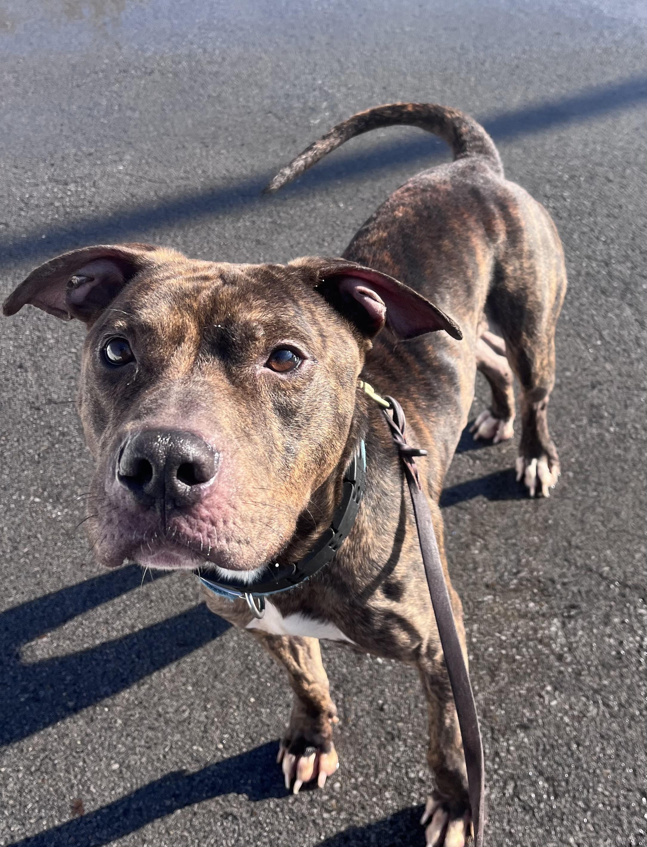 Enlarge Chex , a ADOPTABLE mixed breed in Buffalo, NY image 6/6