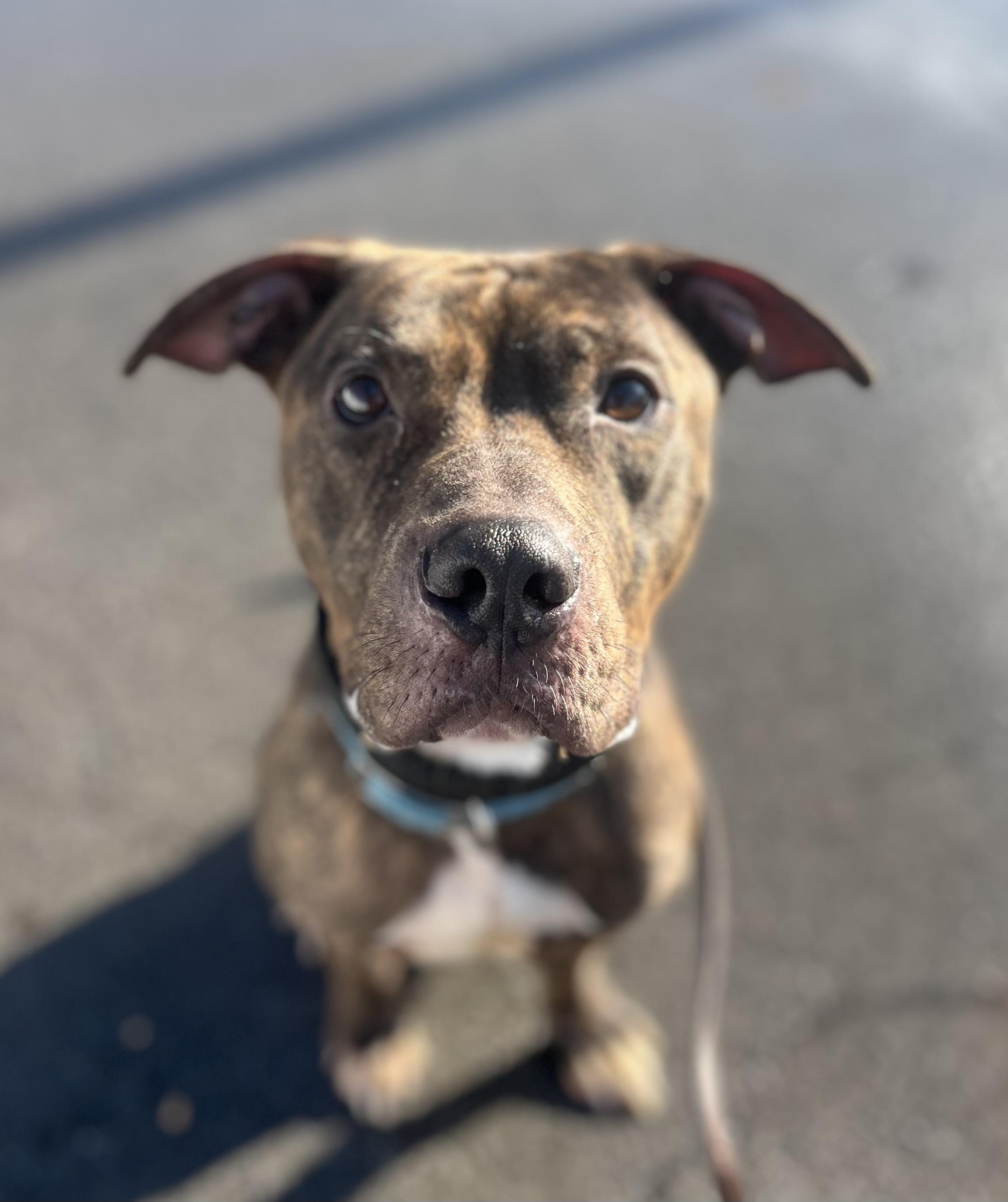 Chex , ADOPTABLE, Adult Male Pit Bull Terrier.