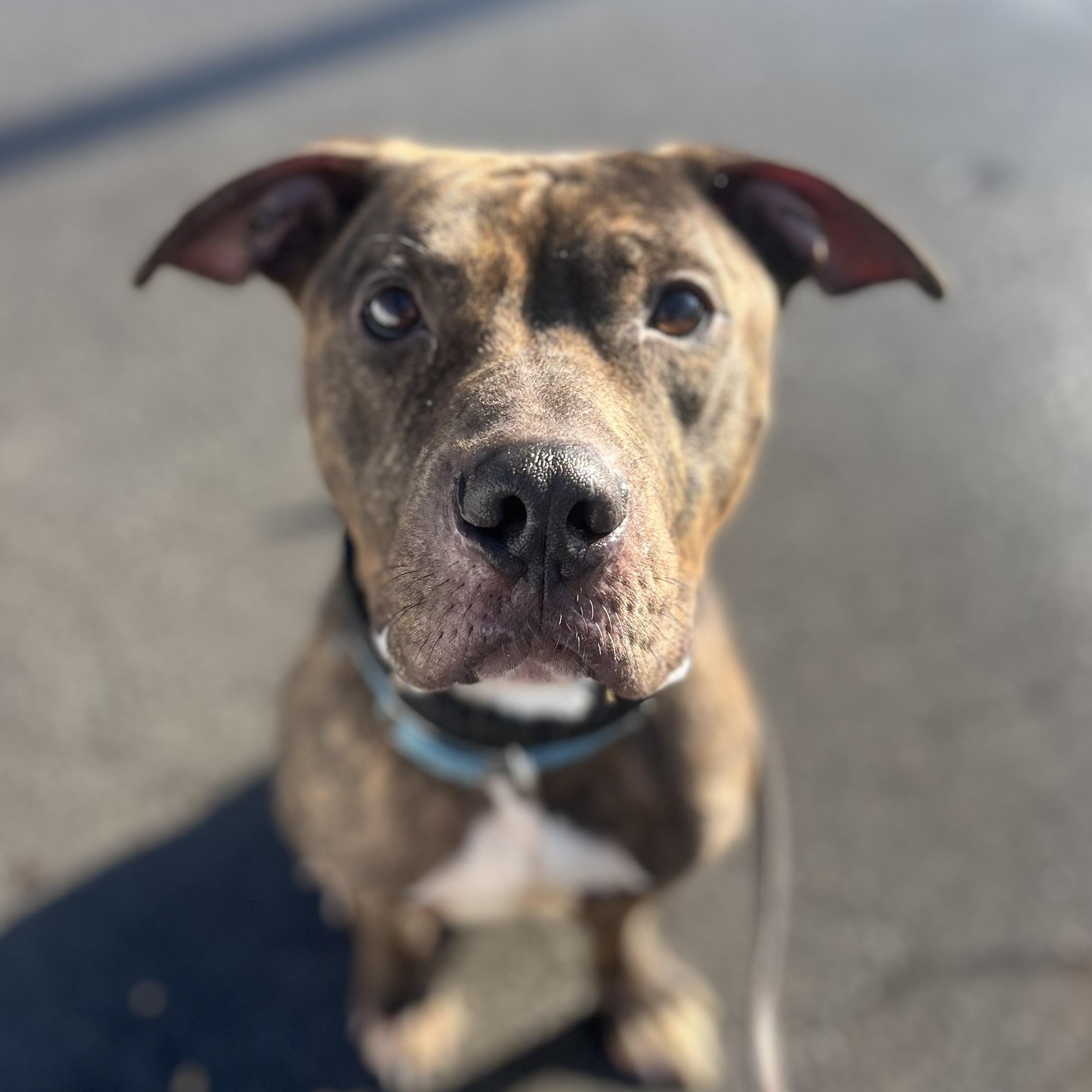 Enlarge Chex , a ADOPTABLE mixed breed in Buffalo, NY image 1/6