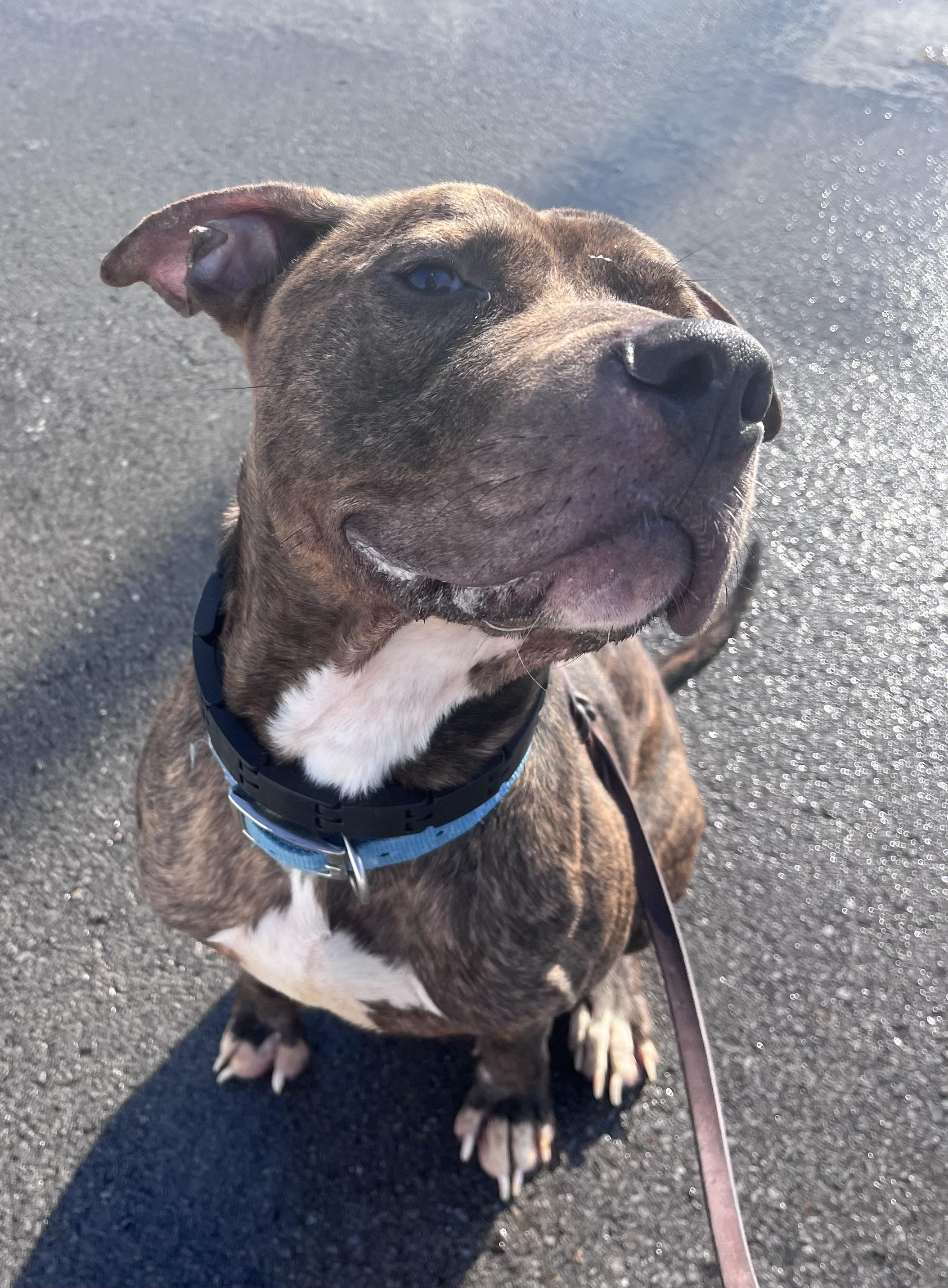 Enlarge Chex , a ADOPTABLE mixed breed in Buffalo, NY image 2/6