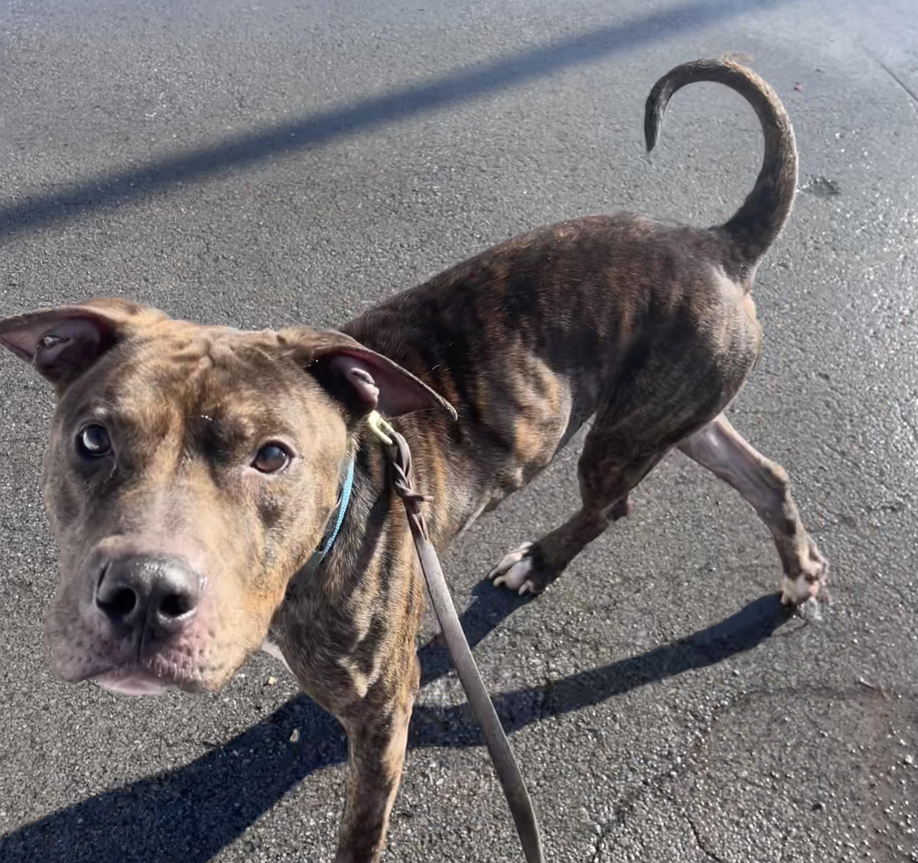 Enlarge Chex , a ADOPTABLE mixed breed in Buffalo, NY image 3/6