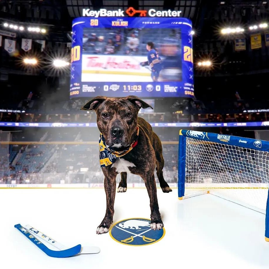 Enlarge Chex , a ADOPTABLE mixed breed in Buffalo, NY image 5/6