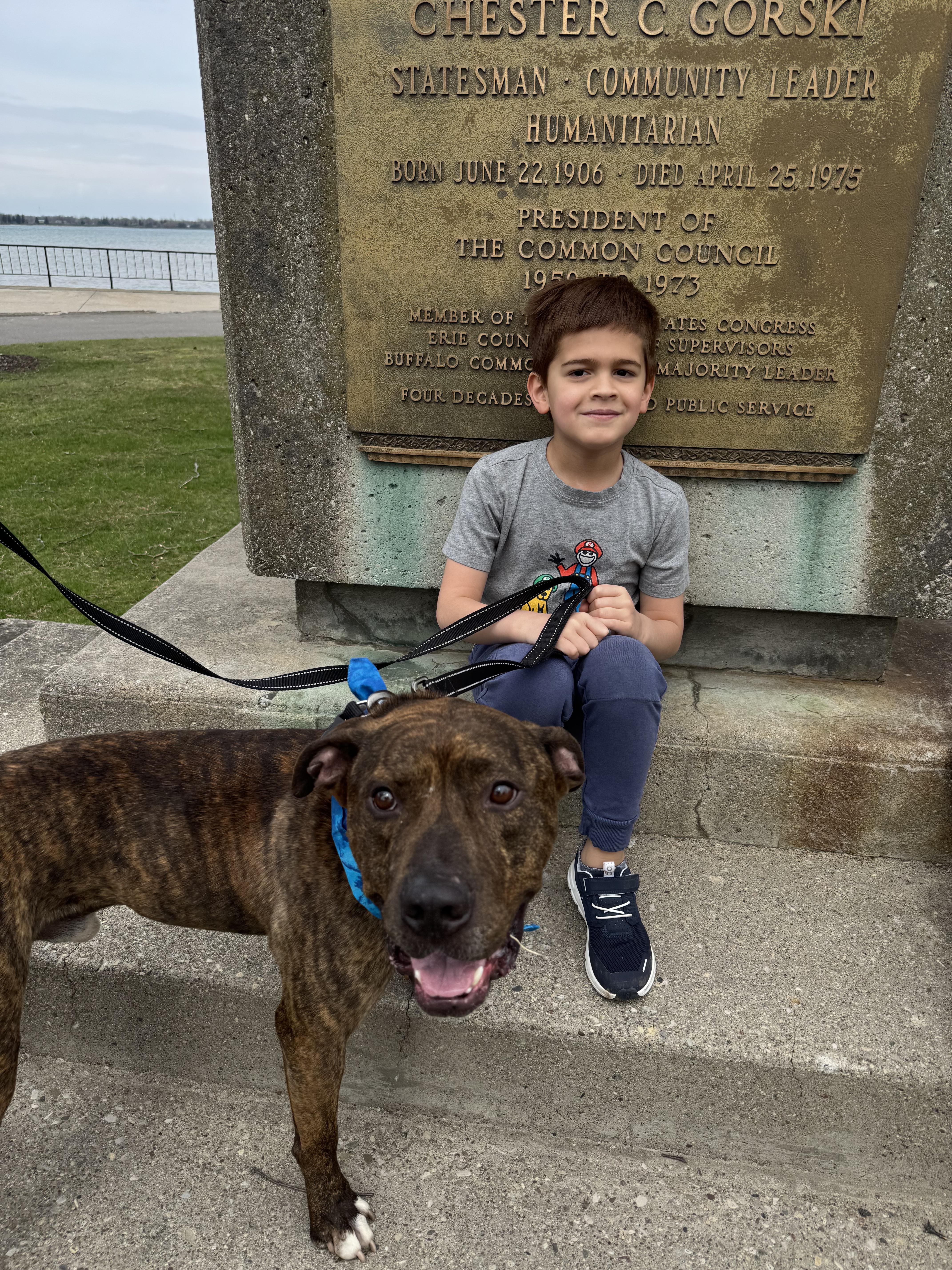 Enlarge Chex , a ADOPTABLE mixed breed in Buffalo, NY image 3/6