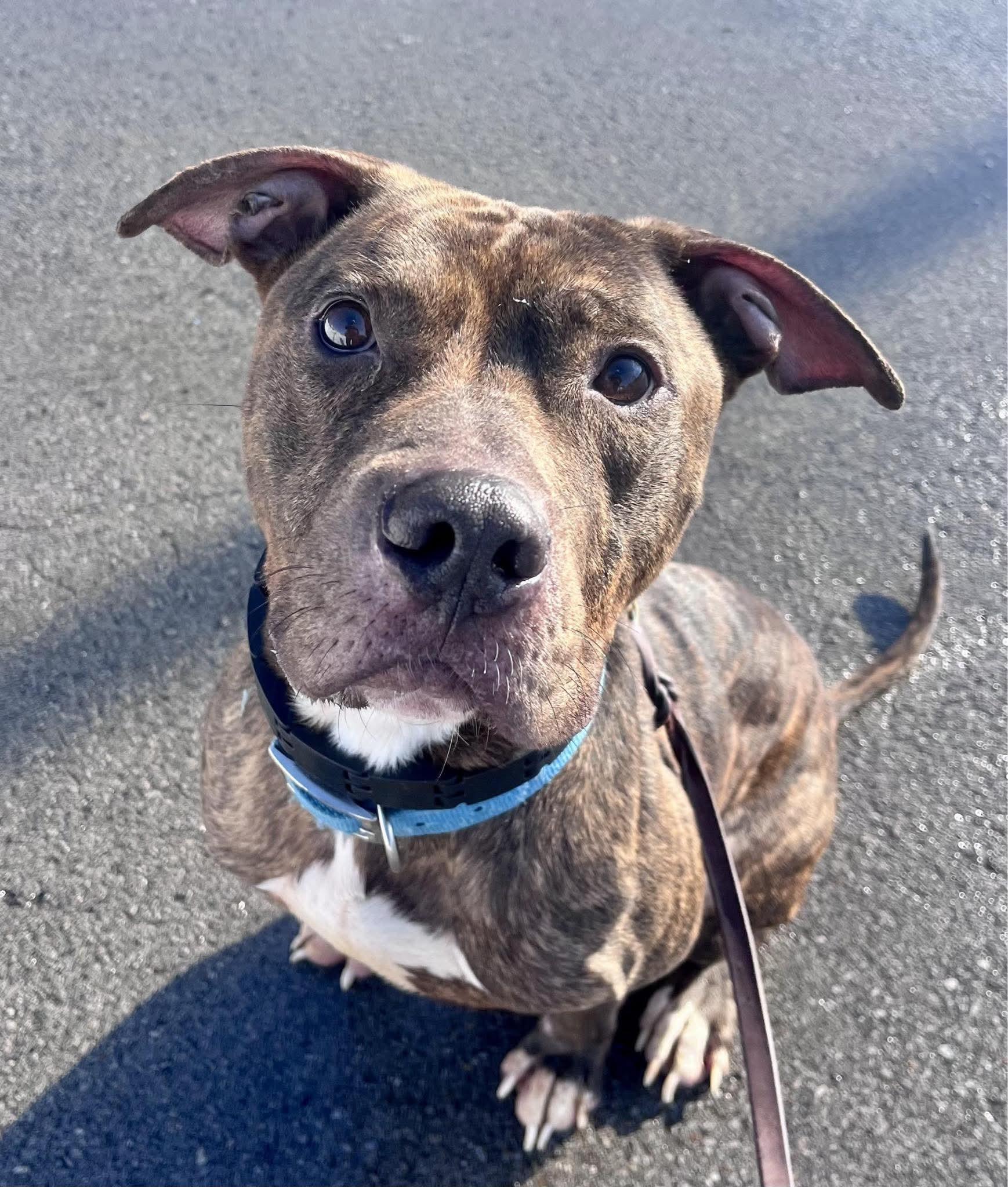 Chex , ADOPTABLE, Adult Male Pit Bull Terrier.