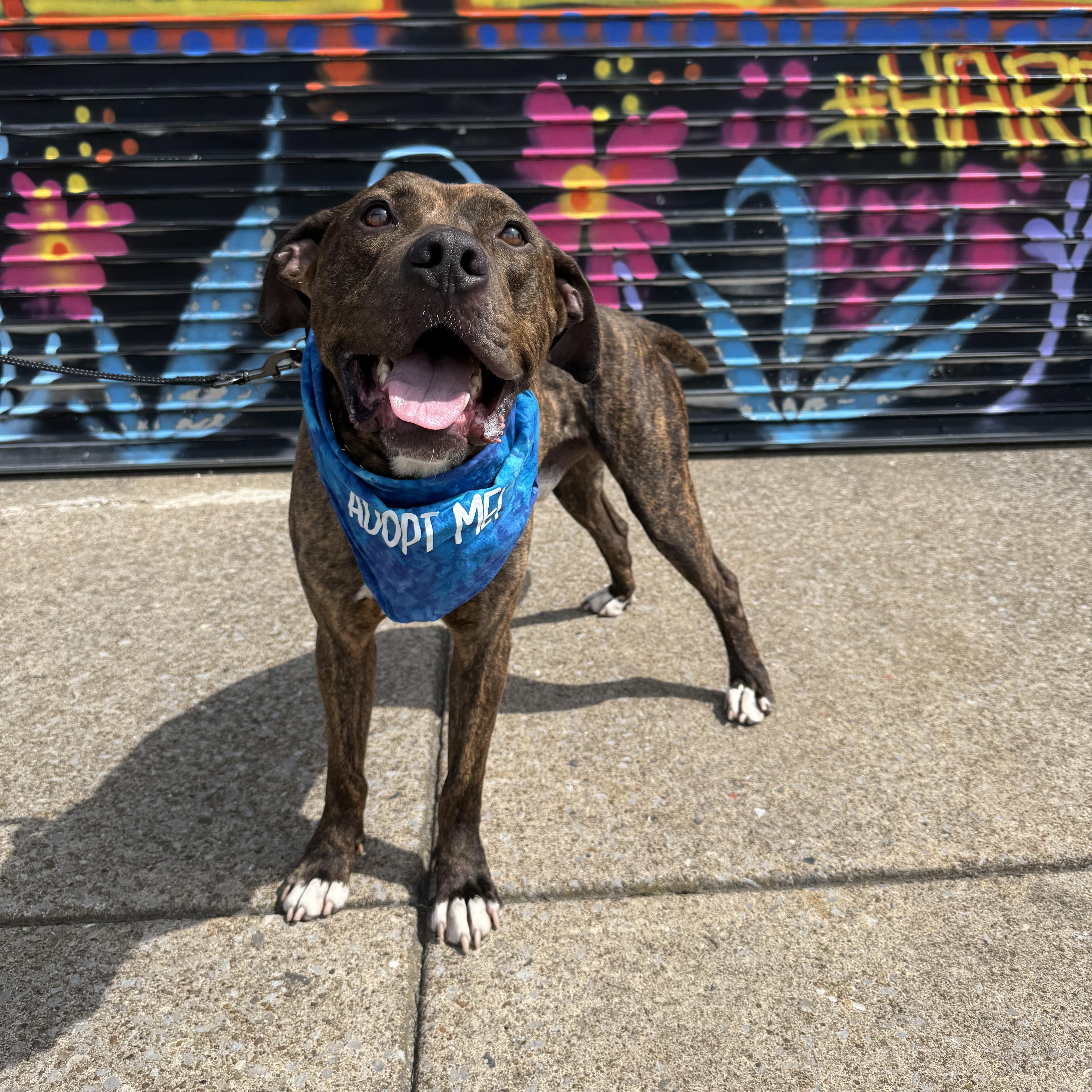 Chex , ADOPTABLE, Adult Male Pit Bull Terrier.