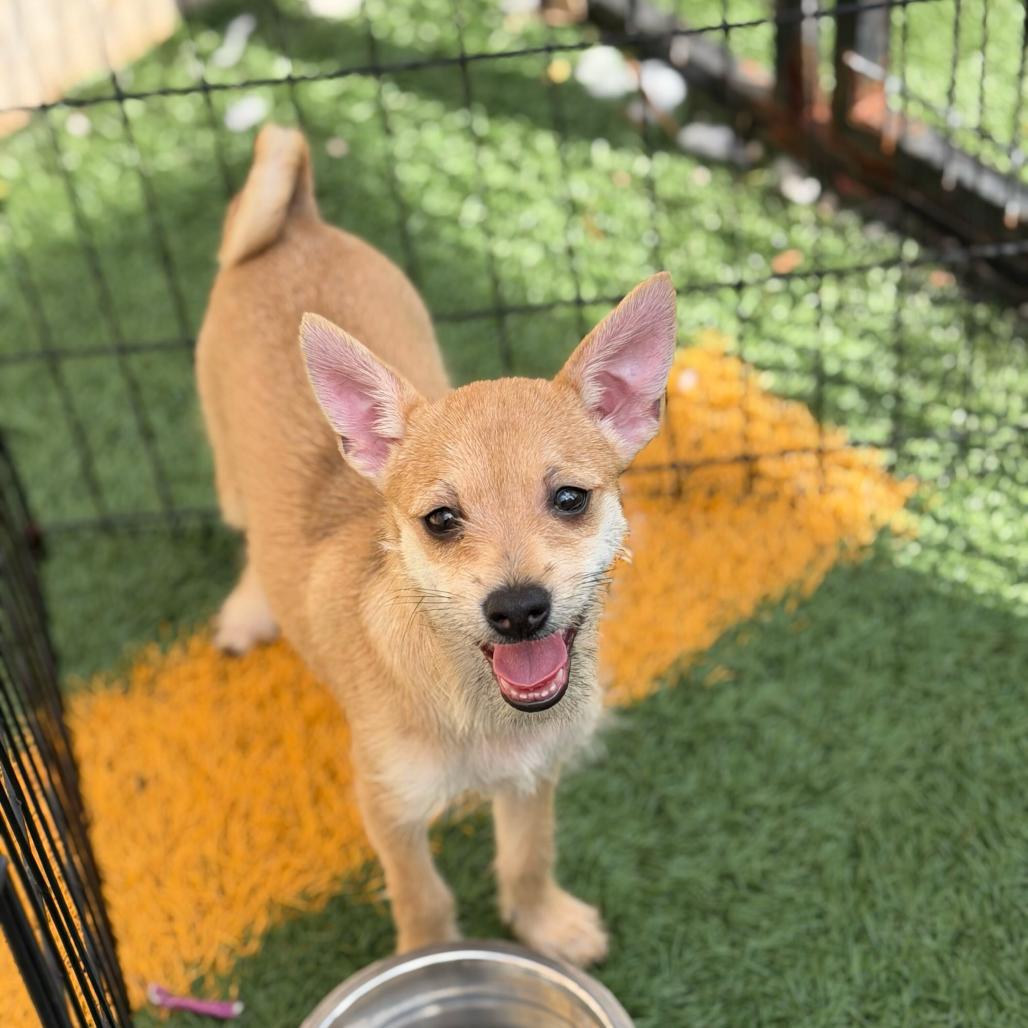 Muriel (Benefactor Puppy), Adoptable, Puppy Female Chihuahua & Terrier.