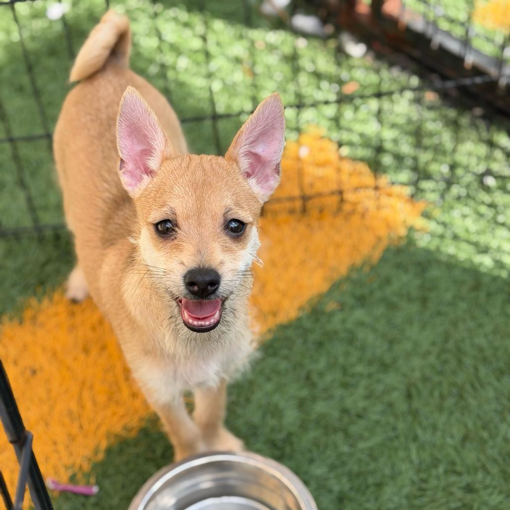 Enlarge Muriel (Benefactor Puppy), a Adoptable mixed breed in New Orleans, LA image 2/5