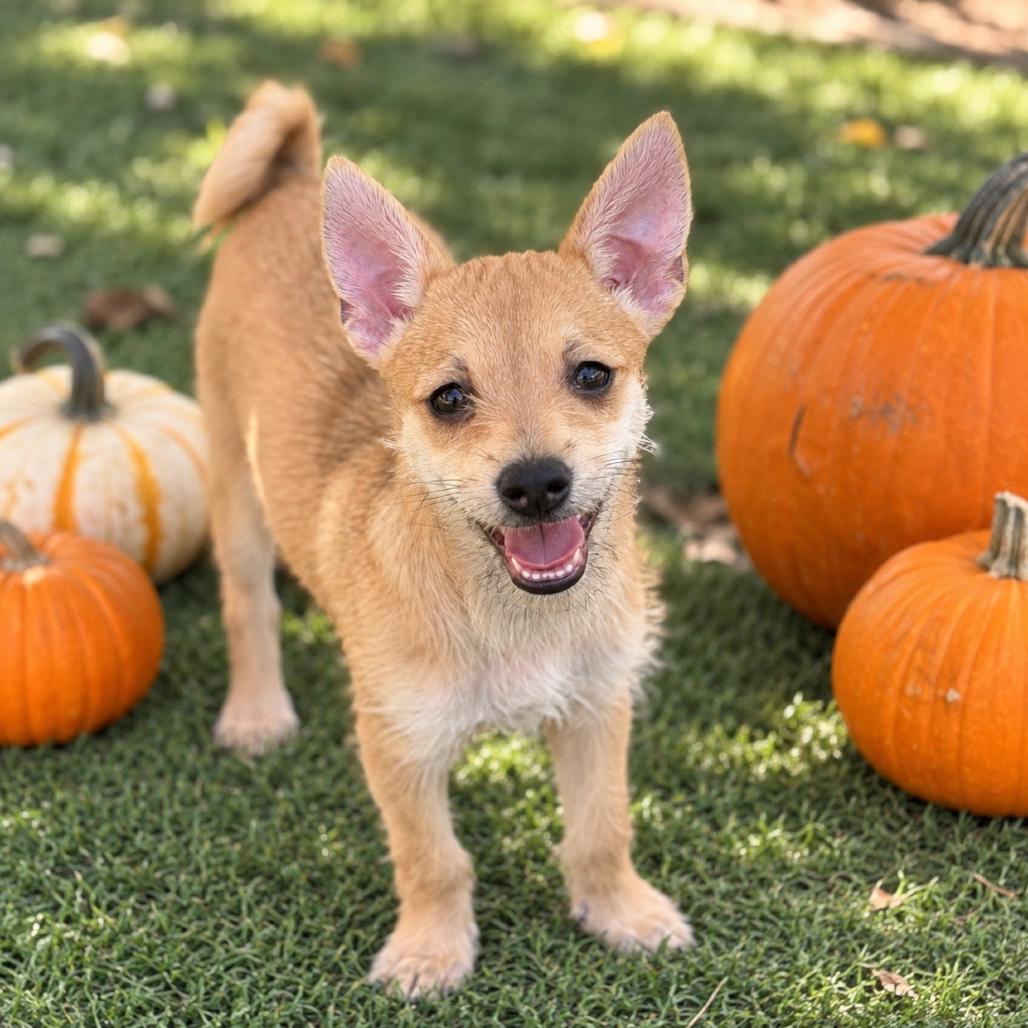 Enlarge Muriel (Benefactor Puppy), a Adoptable mixed breed in New Orleans, LA image 3/5