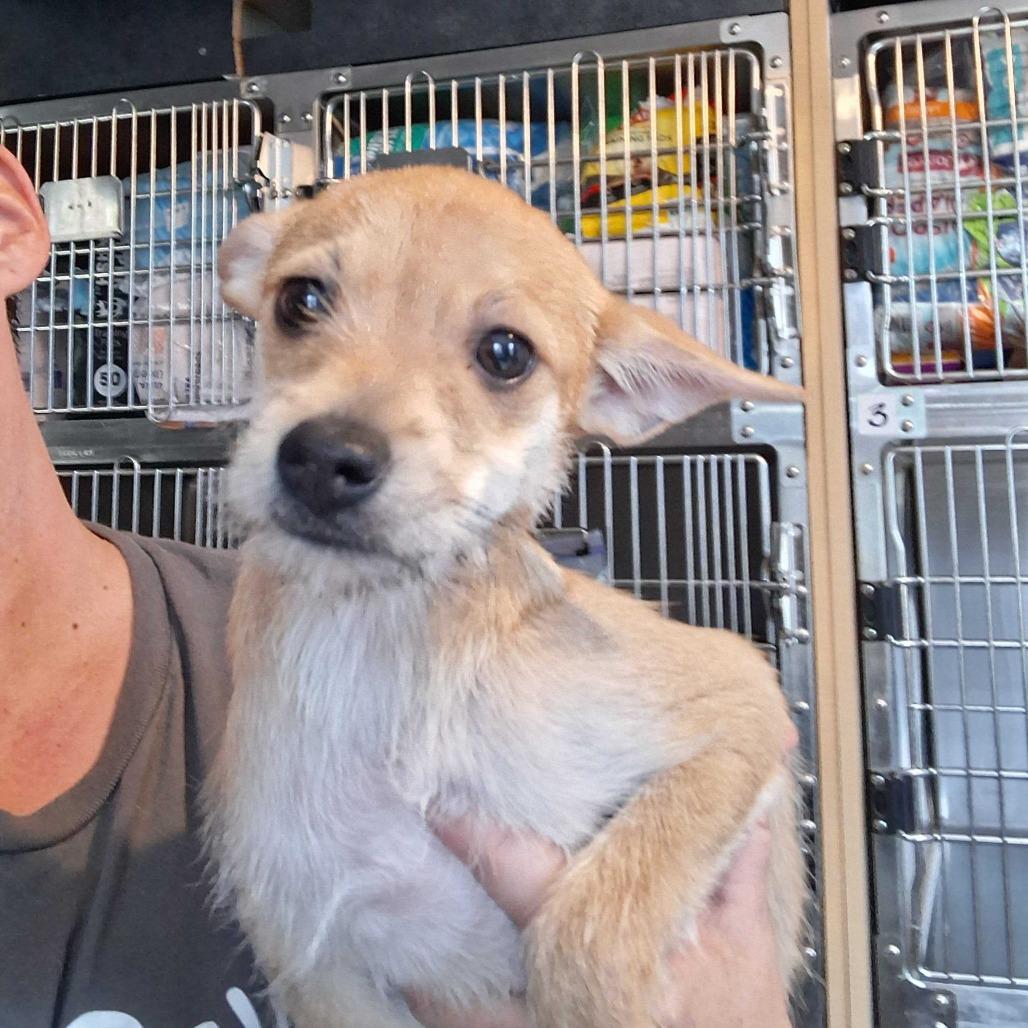 Enlarge Muriel (Benefactor Puppy), a Adoptable mixed breed in New Orleans, LA image 4/5