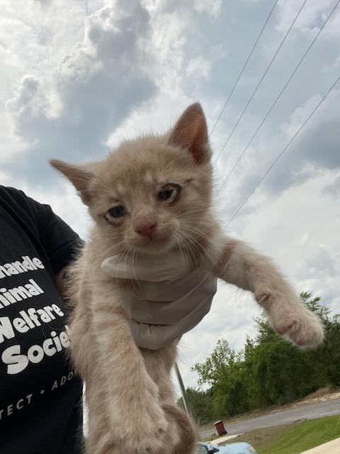 Enlarge PRINCESS CHEETO PUFF, a Adoptable Domestic Short Hair in Fort Walton Beach, FL image 1/1