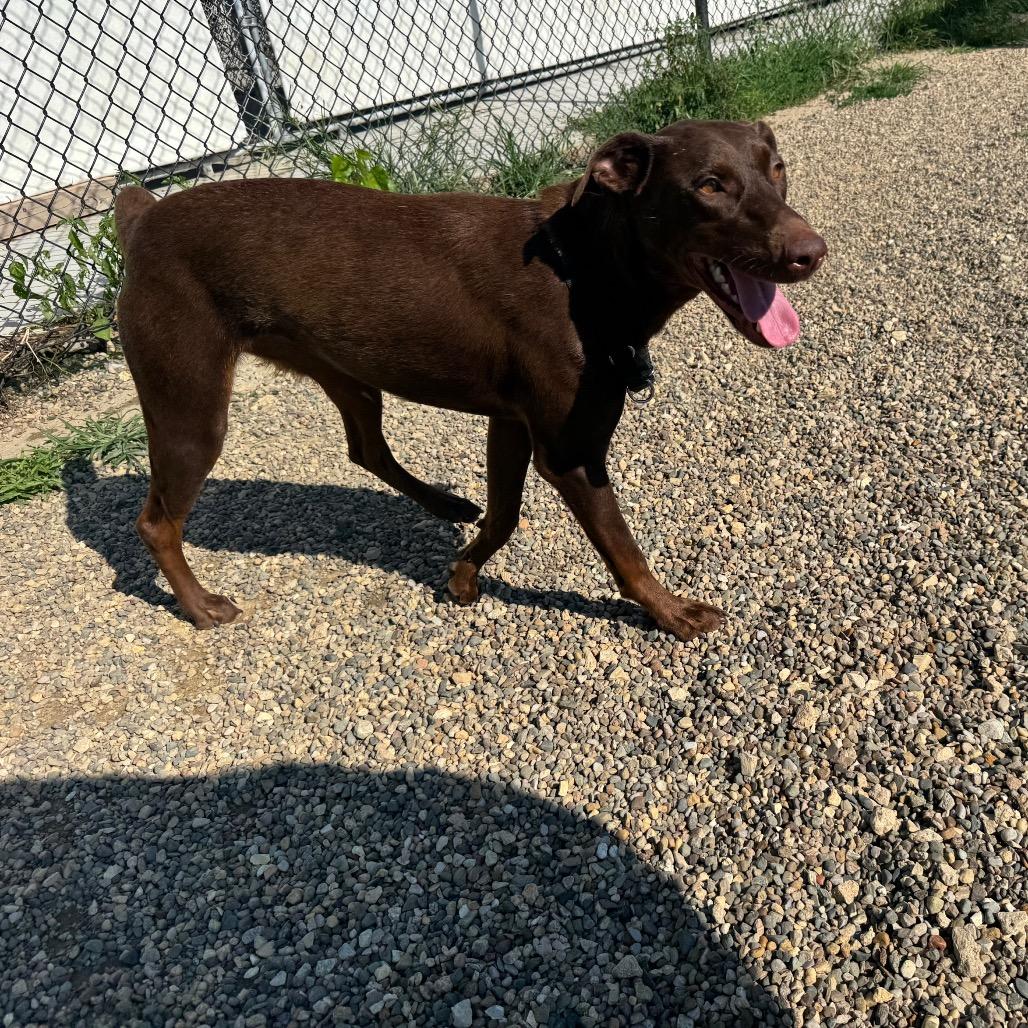 Enlarge Nutella, a Adopted mixed breed in Monticello, IA image 2/6