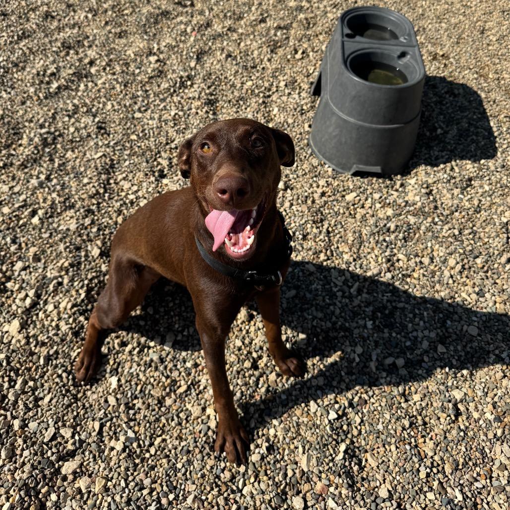 Enlarge Nutella, a Adopted mixed breed in Monticello, IA image 1/6