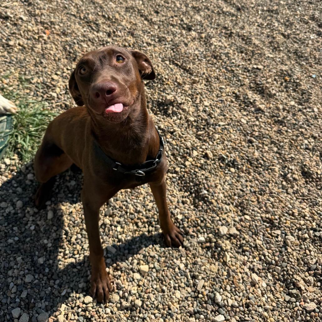Enlarge Nutella, a Adopted mixed breed in Monticello, IA image 5/6