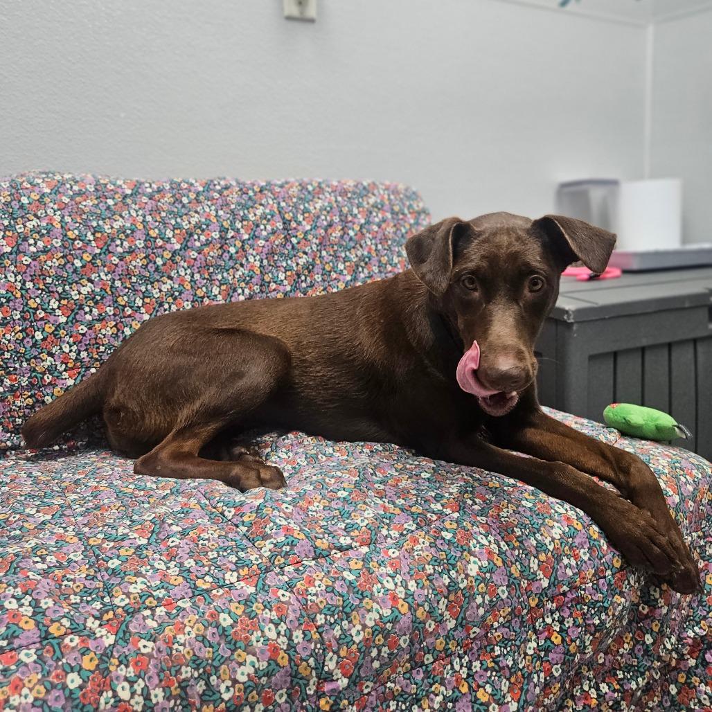 Enlarge Nutella, a Adopted mixed breed in Monticello, IA image 6/6