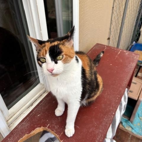 Kelly, Adoptable, Adult Female Calico.