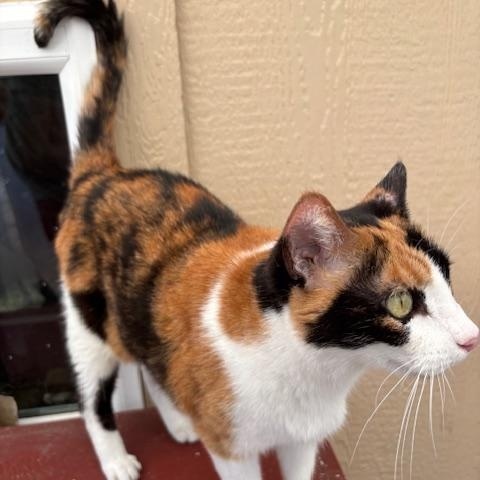 Kelly, a Adoptable Calico in Eugene, OR image 2/5