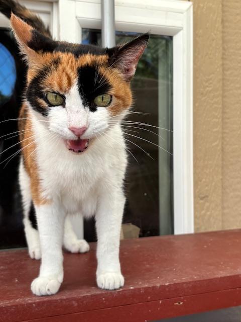 Kelly, a Adoptable Calico in Eugene, OR image 3/5