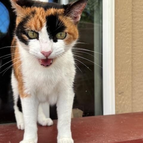 Enlarge Kelly, a Adoptable Calico in Eugene, OR image 3/6