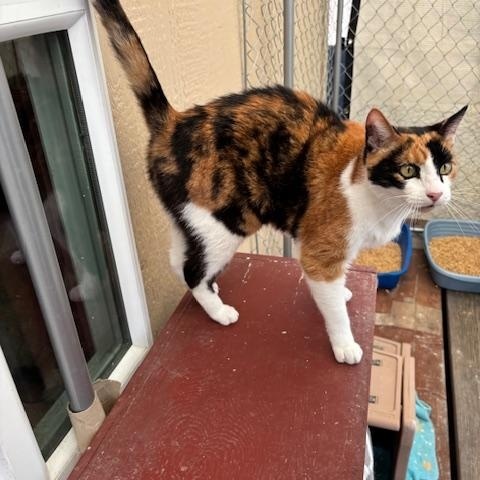 Kelly, Adoptable, Adult Female Calico.