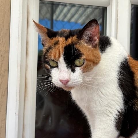 Kelly, a Adoptable Calico in Eugene, OR image 5/5