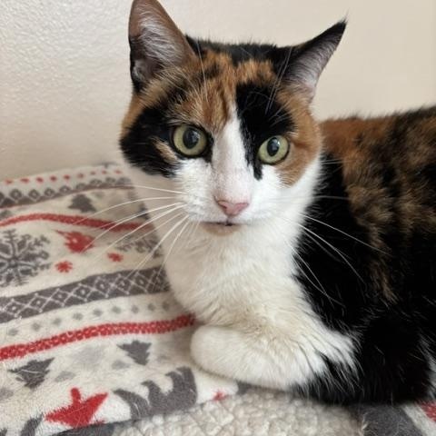 Enlarge Kelly, a Adoptable Calico in Eugene, OR image 2/6