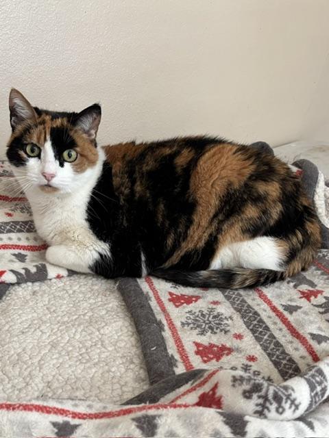 Kelly, Adoptable, Adult Female Calico.