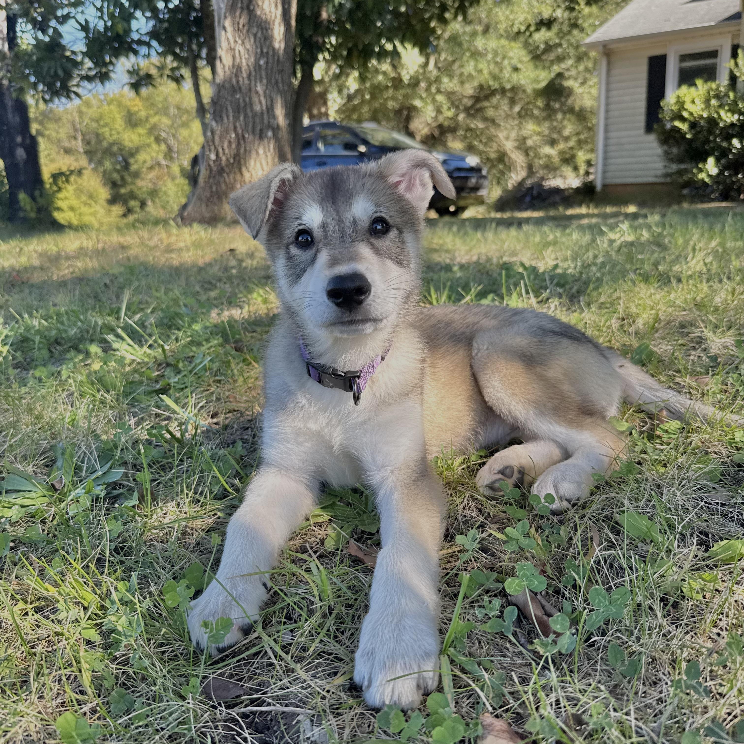 Madison, Adopted, Puppy Female Husky & Great Pyrenees.