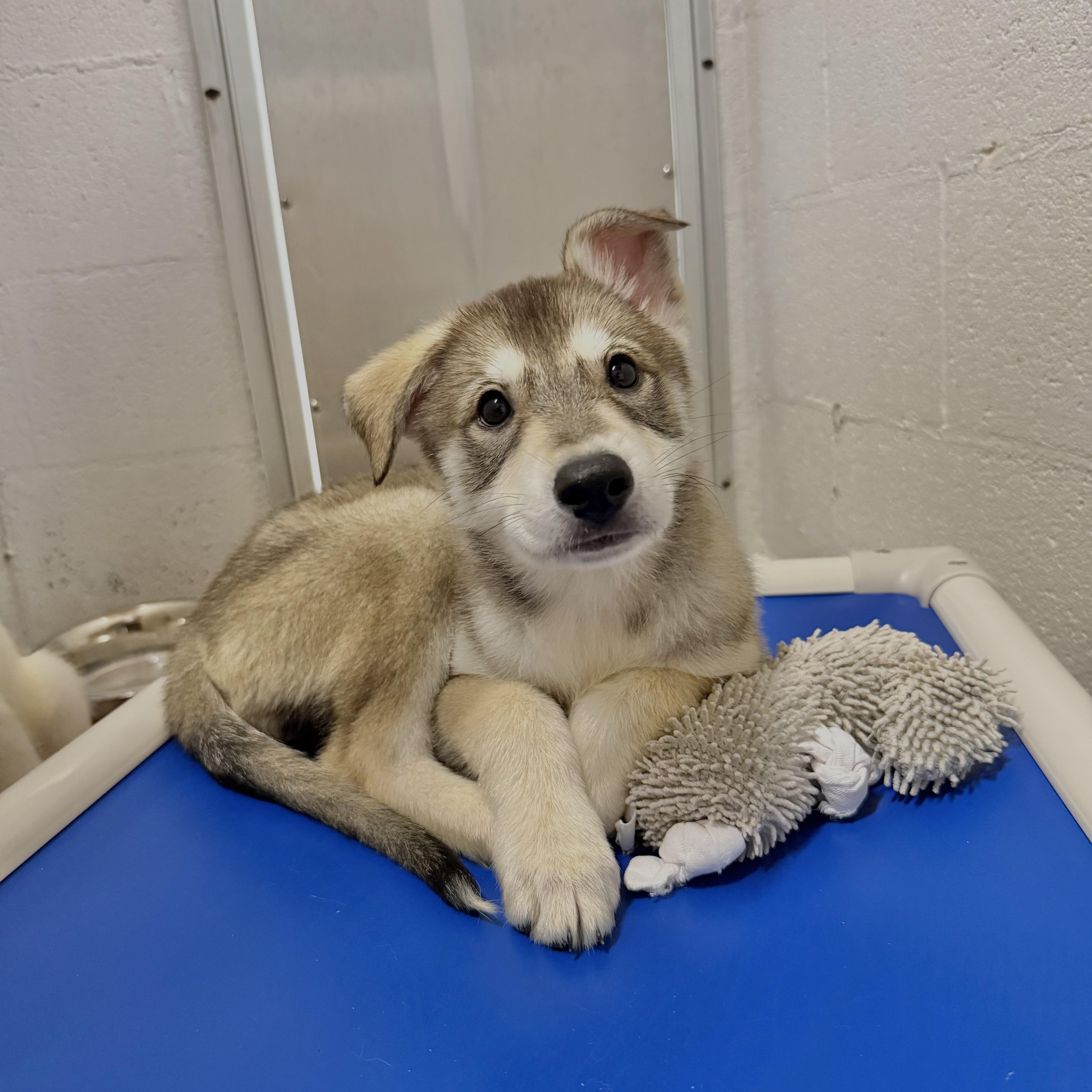 Enlarge Madison, a Adopted mixed breed in Salisbury, NC image 2/6