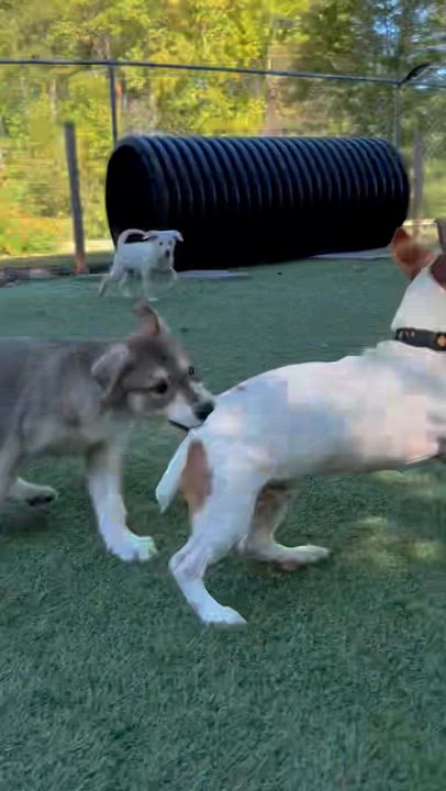 Enlarge Madison, a Adopted mixed breed in Salisbury, NC video 6/6