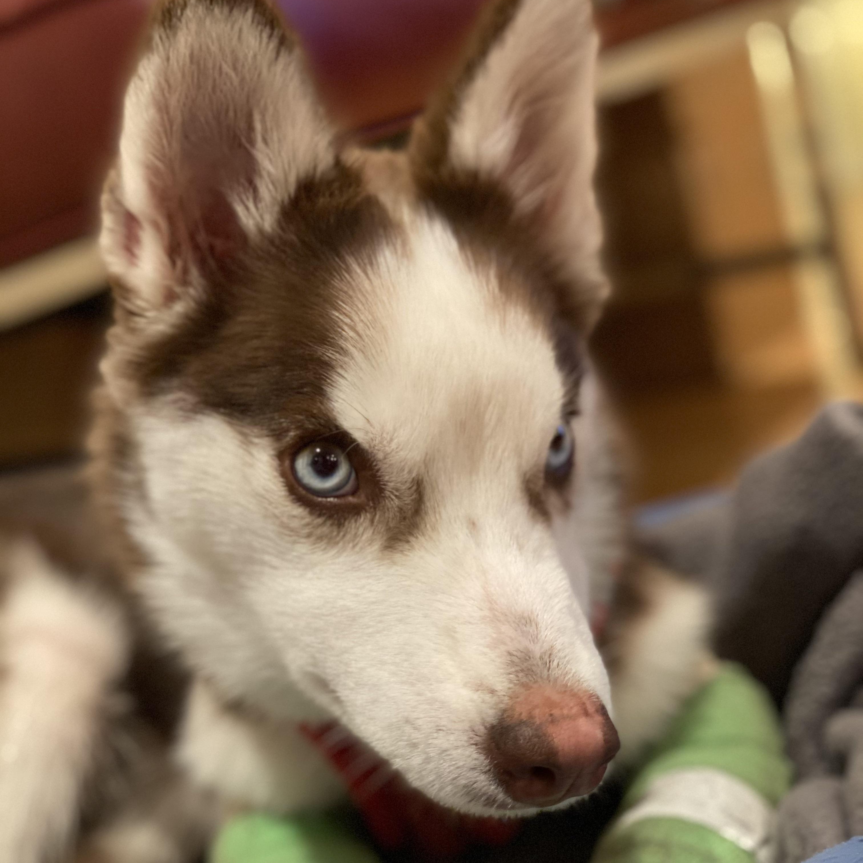 Enlarge Journey, an adoptable mixed breed in Orange, CA image 4/6