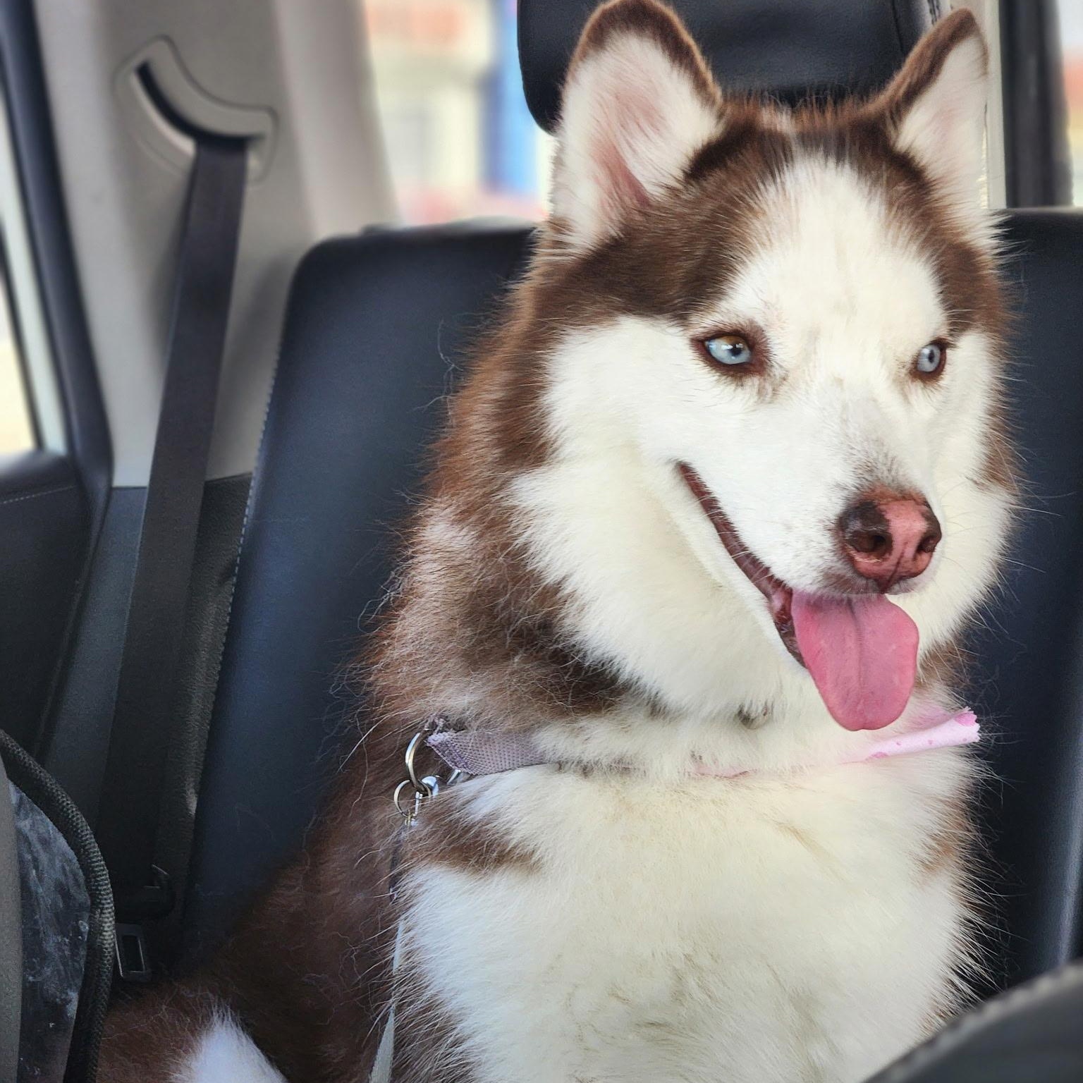 Journey, adoptable, Adult Female Klee Kai.