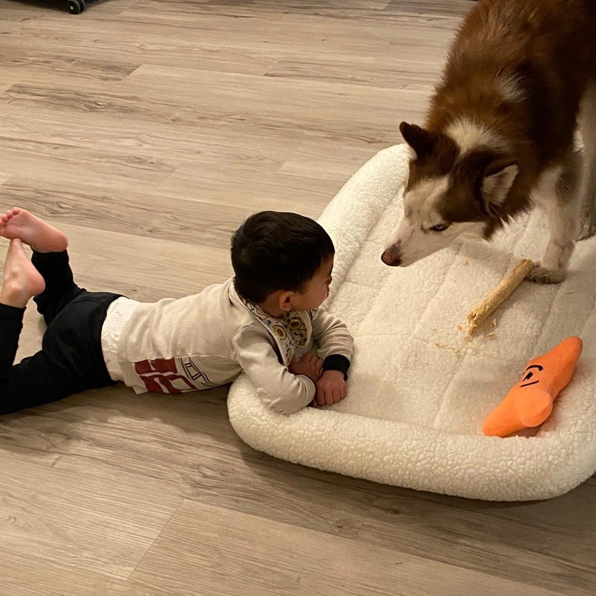 Enlarge Journey, an adoptable mixed breed in Orange, CA image 5/6