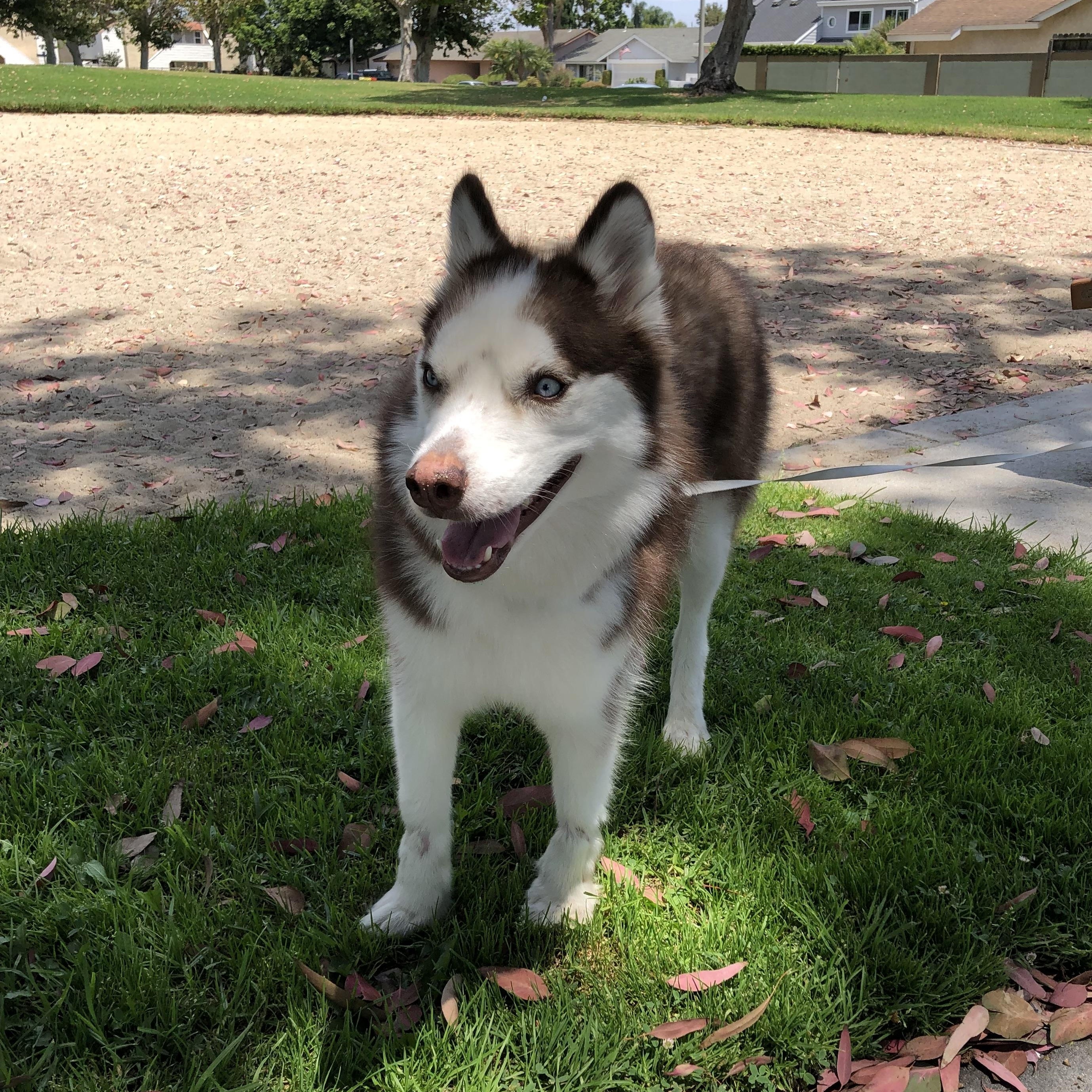 Enlarge Journey, an adoptable mixed breed in Orange, CA image 3/6