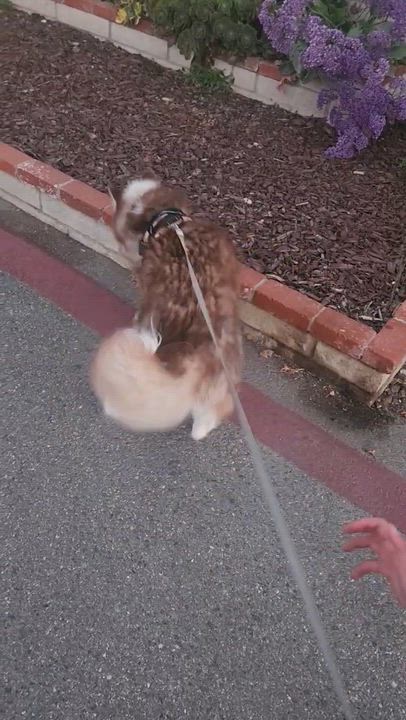 Enlarge Journey, an adoptable mixed breed in Orange, CA video 6/6