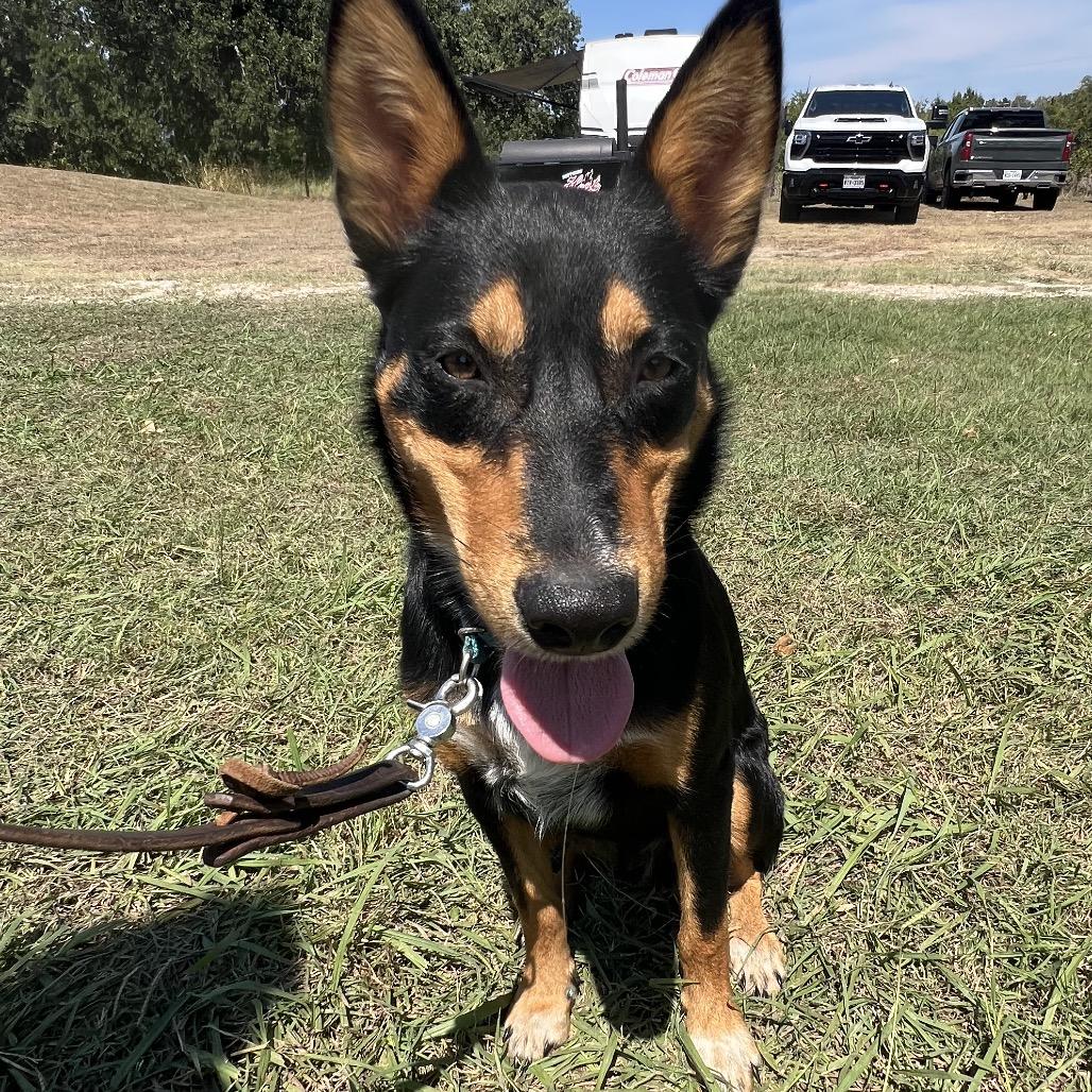 Enlarge Polo, a Adoptable mixed breed in Aledo, TX image 1/6