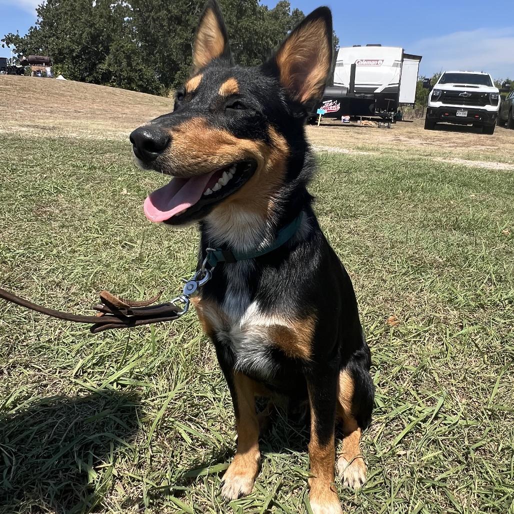 Enlarge Polo, a Adoptable mixed breed in Aledo, TX image 2/6