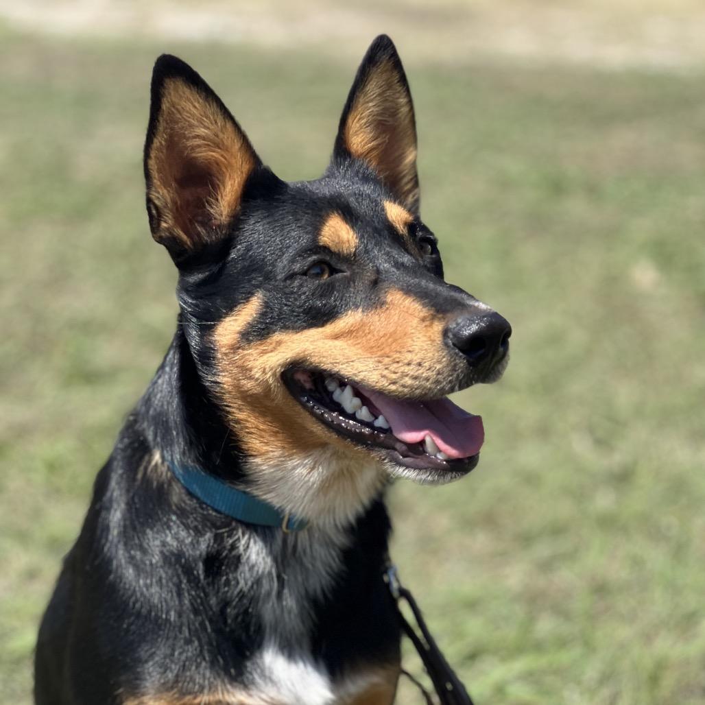 Enlarge Polo, a Adoptable mixed breed in Aledo, TX image 3/6