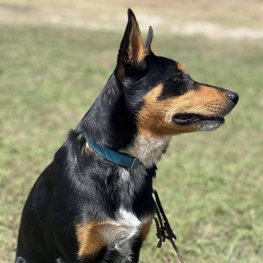 Enlarge Polo, a Adoptable mixed breed in Aledo, TX image 4/6